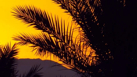Sunrise palm Stock Footage 128387578