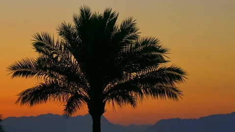 Sunrise palm Stock Footage 128387619