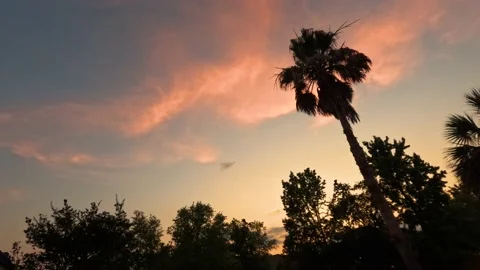 Sunrise Palm Stock Footage 194543053