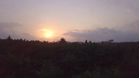 Sunrise at Palm oil fields Stock Footage 130102454