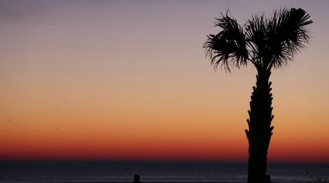 Sunrise Palm Tree Stock Footage 46699669