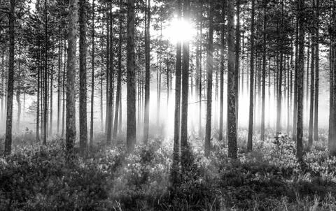 Sunrise Stock Photos