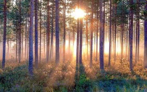 Sunrise Stock Photos