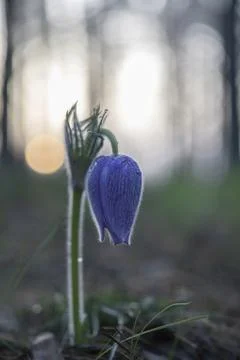 Sunrise Stock Photos