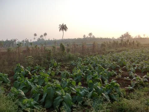 Sunrise Stock Photos