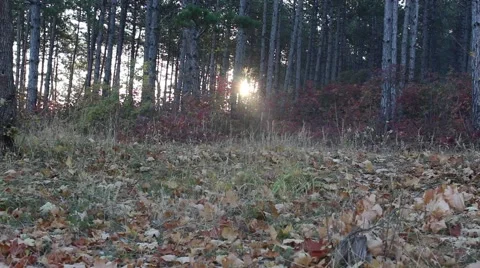 Sunrise in the pine forest Stock Footage 42682215