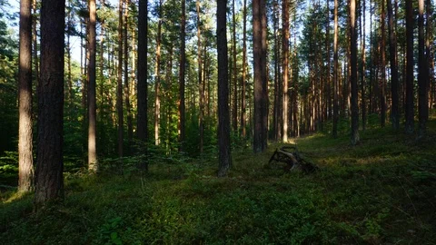 Sunrise in a pine forest Video stock 120802945