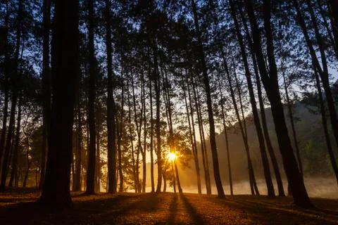 Sunrise in pine forest Foto stock