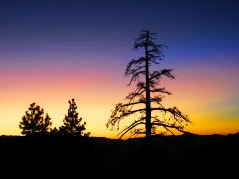 Sunrise in Pine forest Foto stock
