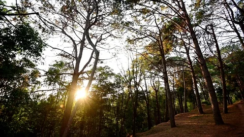 Sunrise at pine forest in Phu Hin Rong Kla Park, Phitsanulok, Thailand. Stock Footage 106645614