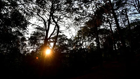 Sunrise at pine forest in Phu Hin Rong Kla Park, Phitsanulok, Thailand. Stock Footage 111818791