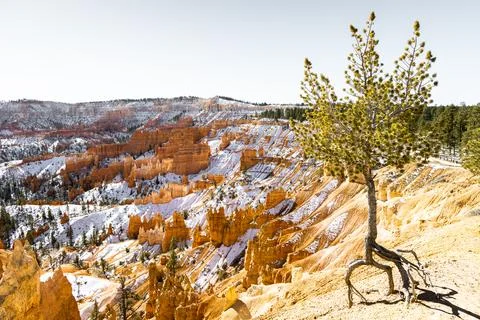 Sunrise point with tree on edge at bryce canyon national park in winter wit.. Stock Photos
