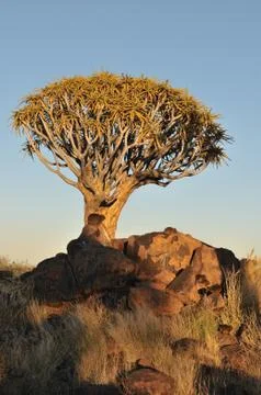 Sunrise at the Quiver Tree Forest, Namibia Fotos Stock