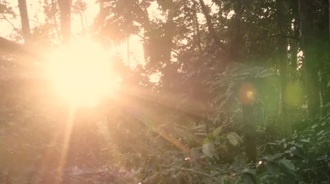 Sunrise in rain forest Stock Footage 60821615