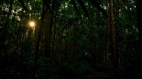 Sunrise in the rainforest of the The Blue River Provincial Park (French: Parc pr 库存影片 297355955
