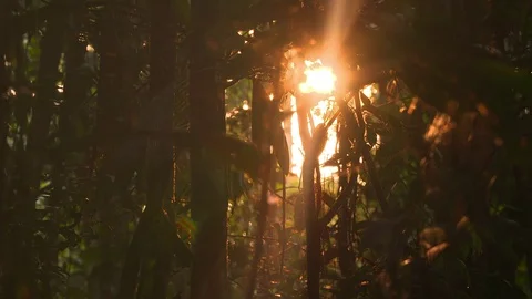 Sunrise in the rainforest Stock Footage 73160160