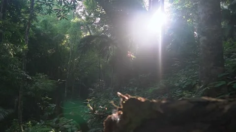 Sunrise in the rainforest Stock Footage 158606233