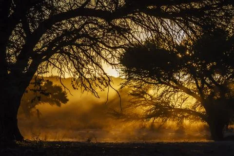 Sunrise with ray of sunshine thru tree branches Stock Photos