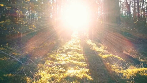 Sunrise Rays In Beautiful Forest, Smooth Motion Forward Stock Footage 94001255