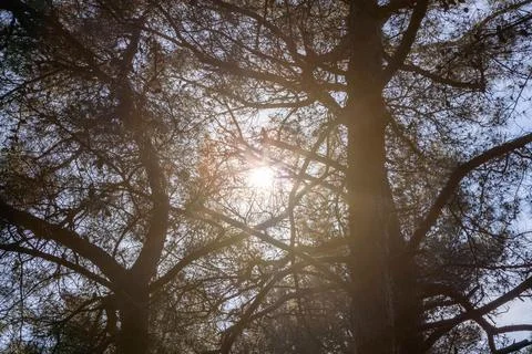 Sunrise with rays of sunlight breaking through the branches Stock Photos