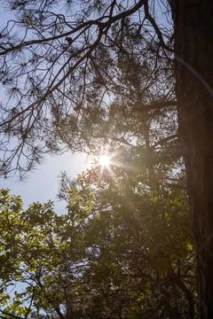 Sunrise with rays of sunlight breaking through the branches Stock Photos