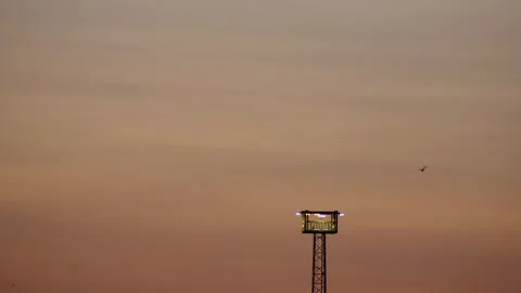 Sunrise real time sky - cranes and seagulls flying - orange clouds background Stock Footage 142018939