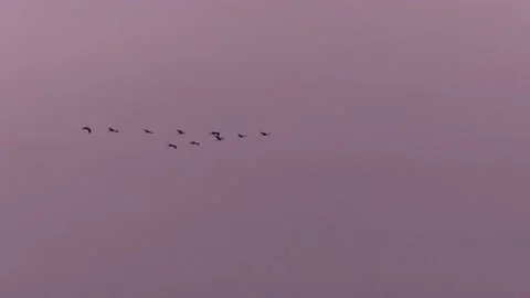 Sunrise real time sky - flying cranes - purple clouds background - 2 videos Stock Footage 140913636