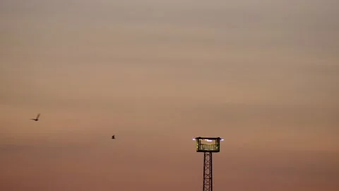 Sunrise real time sky - flying seagulls - orange clouds background Stock Footage 142019543