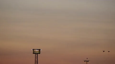 Sunrise real time sky - flying birds - orange clouds background Stock Footage 142022269
