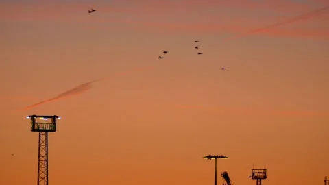 Sunrise real time sky - flying birds - orange clouds background Stock Footage 142059418