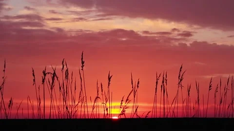 Sunrise with reed silhouettes Video stock 42914846