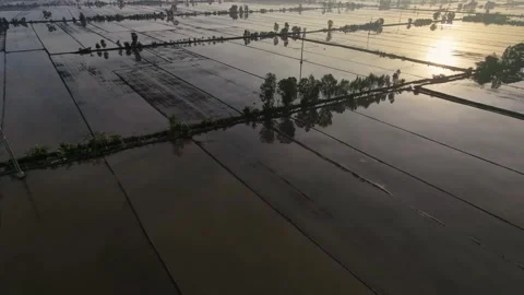Sunrise Reflection On Flooded Empty Rice Fields Stock Footage 340454917