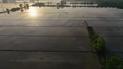 Sunrise Reflection On Prepared Agricultural Rice Fields Stock-Footage 340454911