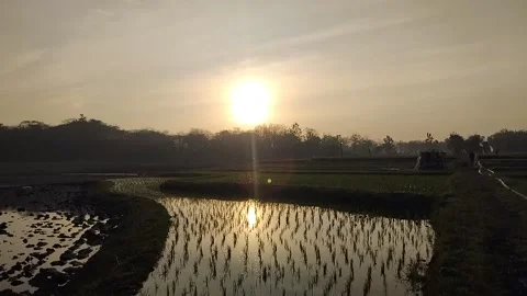 Sunrise on Rice Field Landscape Stock Footage 341456419