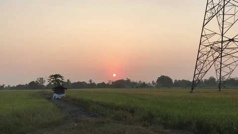 Sunrise in rice fields Stock Footage 73345883