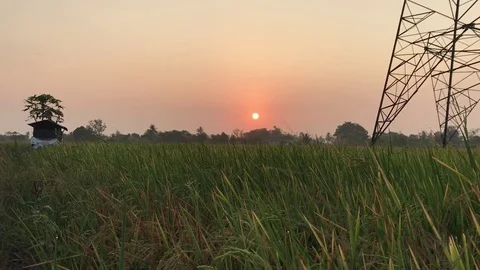 Sunrise in rice fields 스톡 동영상 73345886