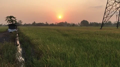 Sunrise in rice fields 스톡 동영상 73345894