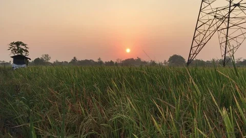 Sunrise in rice fields Stock Footage 73345909