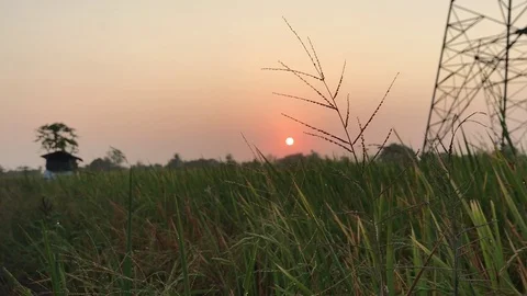 Sunrise in rice fields Stock Footage 73345933
