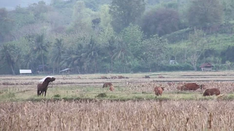 Sunrise in the rice fields Sumbawa Stock Footage 237050815
