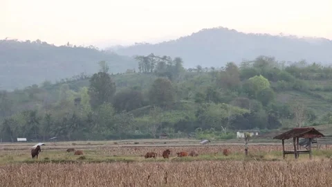 Sunrise in the rice fields Sumbawa Stock Footage 237050967