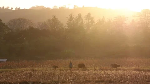Sunrise in the rice fields Sumbawa Stock Footage 237051313