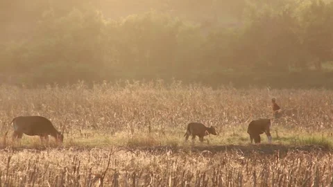 Sunrise in the rice fields Sumbawa Stock Footage 237051316