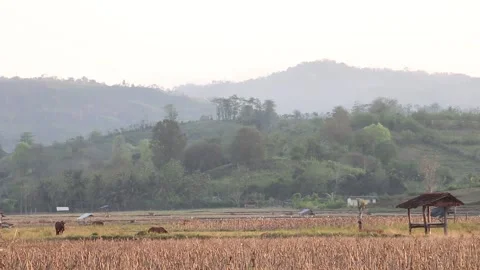 Sunrise in the rice fields Sumbawa Stock Footage 237051318