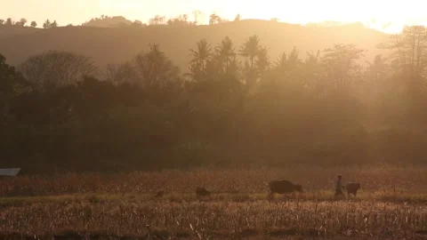 Sunrise in the rice fields Sumbawa Stock Footage 237051327