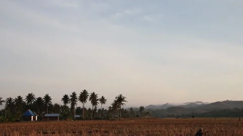 Sunrise in the rice fields Sumbawa Stock Footage 237051510