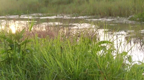 Sunrise at the river Stock Footage 750036