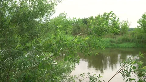 Sunrise on the river in summer.  Green tree branch on the background of water Stock Footage 171413223