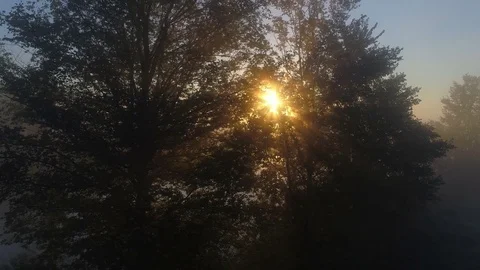 Sunrise on the river with trees in fog. Stock Footage 80480868