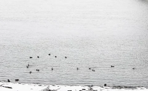 Sunrise on the river in winter. Dramatic Sky, ducks in the water. flock of ducks Stock Photos